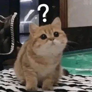 🤨 ? Katze, Frage, verwirrt, Haustier, süß, Tier, Meme telegram sticker