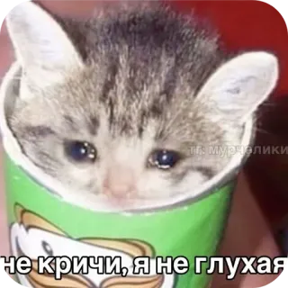 🐱 не кричи, я не глухая chat, triste, mème, Pringles, animal telegram sticker