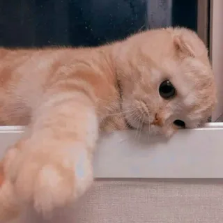 🐈 고양이, 새끼 고양이, 귀여운, 애완 동물, 동물, 고양이과, 가정, 스코티시 폴드 telegram sticker