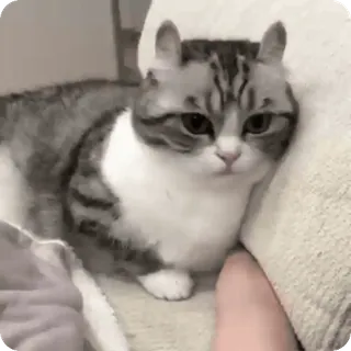 ๐ kucing, lucu, binatang, hewan peliharaan telegram sticker