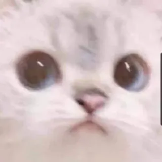 😱 猫, 動物, かわいい, 目, ペット telegram sticker