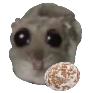 🍪 sad hamster sad hamster, meme, cute, hamster, cookie, funny, sad telegram sticker
