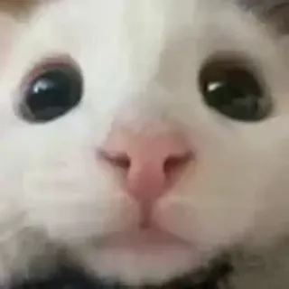 😽 gato, animal, gato blanco, lindo, mascota, gatito telegram sticker