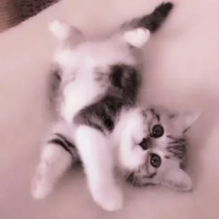 🗯 chat, chaton, mignon, animal, animal de compagnie, domestique, félin telegram sticker