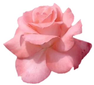 🌸 rose, flower, pink, floral, nature, plant, blossom telegram sticker