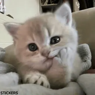🥲 gatito, gato, animal, mono, dedo corazón, gesto, ofensivo whatsapp sticker