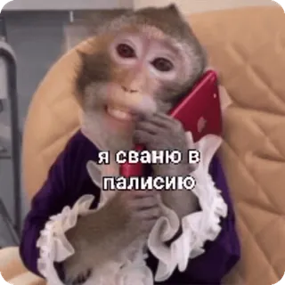 🌟 Я сваню в палисию khỉ, điện thoại, động vật, nhãn dán, vượn người, áo vest telegram sticker