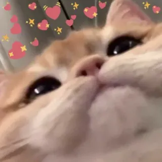 🌙 Katze, Tier, süß, Herzen, Glitzer, Haustier, Haustier telegram sticker