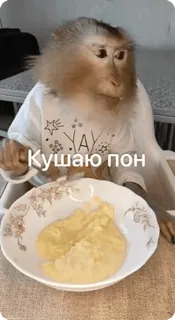 🌟 Кушаю пон scimmia, mangiare, cibo, animale, carino, russo whatsapp sticker
