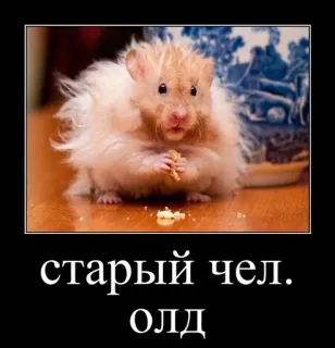 🐹 старый чел. олд Hamster, Animal, Meme, Russe, Vieux, Animal de compagnie whatsapp sticker