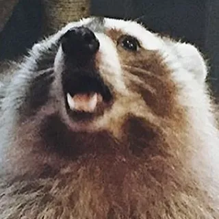 😩 mapache, animal, mamífero, fauna, lindo telegram sticker