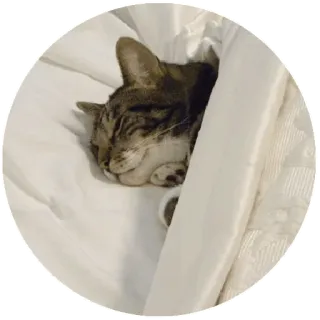 🌚 gato, dormir, animal, lindo, mascota, cama, doméstico, felino telegram sticker