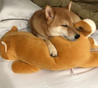 😴 Hund, Shiba Inu, Stofftier, süß, schlafend, Haustier, Tier telegram sticker