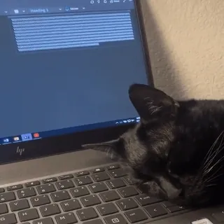 😴 кот, компьютер, ноутбук, животное, питомец, черный кот, клавиатура telegram sticker