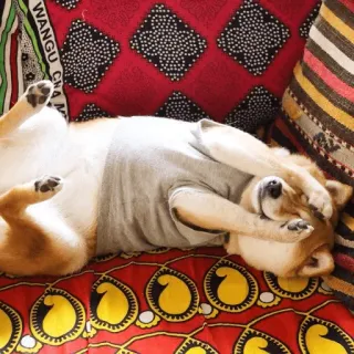 😨 chien, shiba inu, animal, mignon, animal de compagnie, dormir, détendu whatsapp sticker