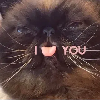 ❤️ I  YOU cat, love, tongue, cute, animal, pet telegram sticker