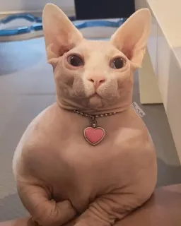 👑 gato, sphynx, sem pelo, rosa, coração, colar, animal de estimação telegram sticker