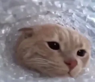 🙃 Katze, Haustier, Tier, Säugetier, Kätzchen, süß, Haustier telegram sticker