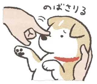 🙃 おバカさん cachorro, animal de estimação, fofo, animal, boop, engraçado whatsapp sticker
