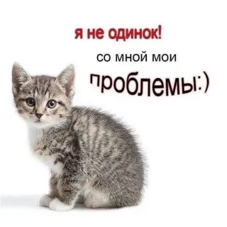 🌟 я не одинок! со мной мои проблемы:) แมว, ลูกแมว, ปัญหา, คนเดียว, มีม whatsapp sticker
