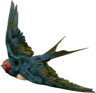 🕊 uccello, rondine, volo, natura, vintage whatsapp sticker