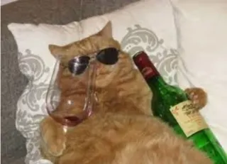 😎 cat, wine, sunglasses, chill, relaxed, humor, animal telegram sticker
