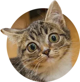 😐 cat, kitten, animal, cute, pet, domestic cat, tabby cat telegram sticker