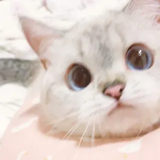 🐈 猫, 子猫, かわいい, ペット, 動物, 青い目 whatsapp sticker
