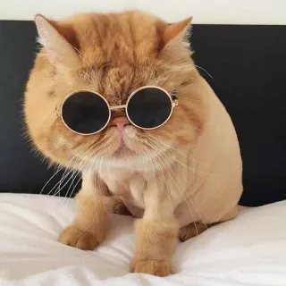 😎 gatto, animale domestico, occhiali da sole, animale, carino, domestico, gatto rosso telegram sticker
