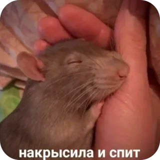🫥 накрысила и спит telegram sticker