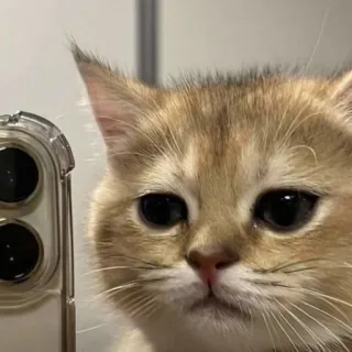 🤳 Katze, Tier, Haustier, süß, Kätzchen, Haustier whatsapp sticker