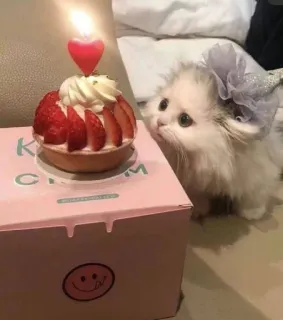 🎂 K Cream кот, день рождения, торт, клубника, свеча, питомец, милый, десерт telegram sticker