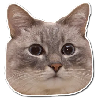 😳 кот, животное, питомец, наклейка, милый telegram sticker