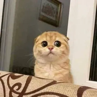 🥰 kucing, lucu, hewan, hewan peliharaan, anak kucing, scottish fold telegram sticker