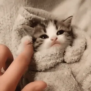 😆 kitten, cat, cute, animal, pet, blanket whatsapp sticker
