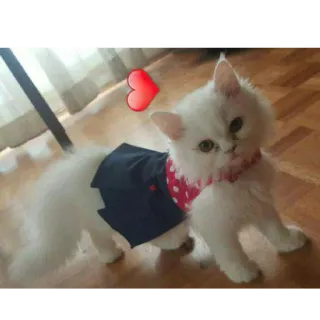 ❤ gato, gatito, lindo, mascota, corazón, formal, traje telegram sticker