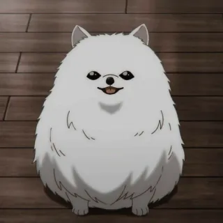 ⛓ dog, white, pomeranian, animal, cute whatsapp sticker