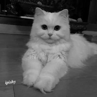 🕸 ipishy 猫, 白猫, 毛茸茸, 宠物, 动物, 可爱 telegram sticker