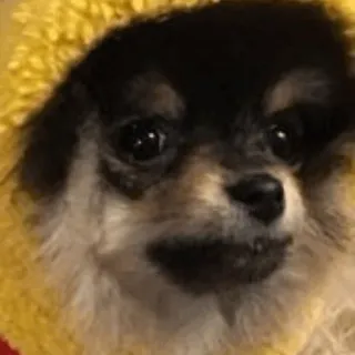 🌪 cane, chihuahua, carino, animale domestico, animale telegram sticker