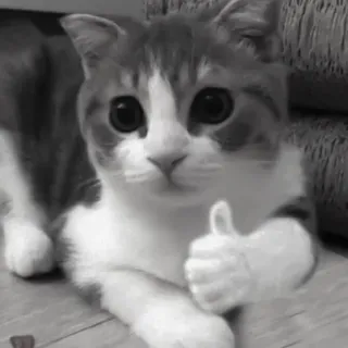 🪜 chat, animal, pouce levé, chaton, mignon, approbation whatsapp sticker