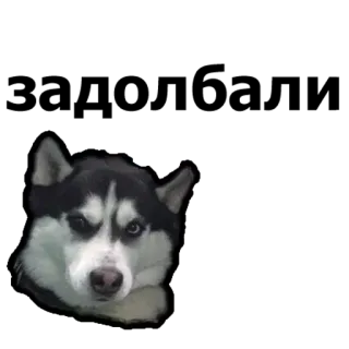 ☹ husky, dog, animal, pet whatsapp sticker