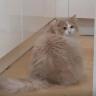 😾 猫, ペット, ふわふわ, 動物, 飼い猫 telegram sticker