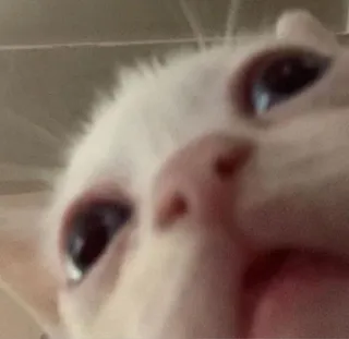 🤮 кот, мем, плачущий, животное, грустный telegram sticker