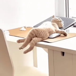 😴 고양이, 자는, 동물, 게으른, 테이블, 쥐 whatsapp sticker