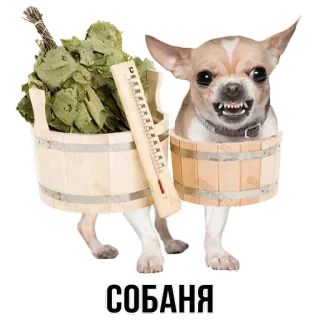 🛁 СОБАНЯ cane, chihuahua, bagno, sauna, vasca di legno, termometro telegram sticker