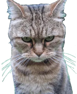 😠 gatto, animale, animale domestico, arrabbiato, felino, tigrato whatsapp sticker