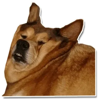 😨 dog, funny, meme, sleepy, animal whatsapp sticker