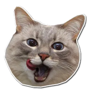 😏 cat, animal, pet, lick, face telegram sticker