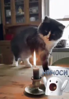😤 НИЧОСИ gatto, candela, fantasma, divertente, meme telegram sticker