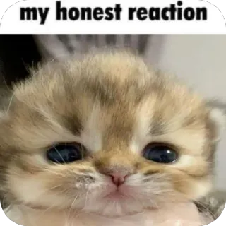 😃 my honest reaction кот, котёнок, мем, реакция, смешно, животное telegram sticker